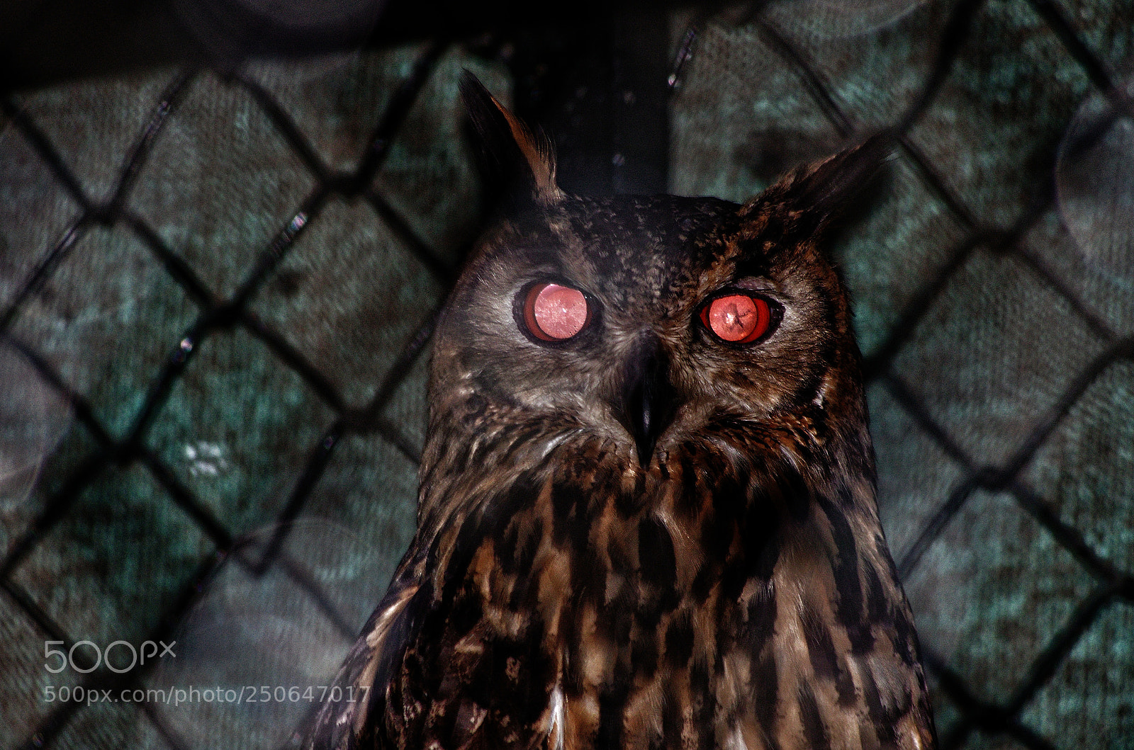 Pentax K-5 IIs sample photo. Indian eagle owl photography