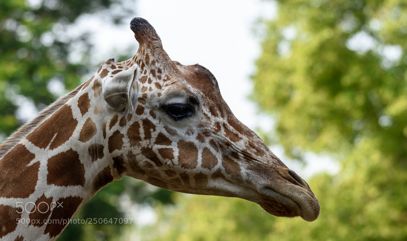 Nikon D810 sample photo. Giraffe head photography