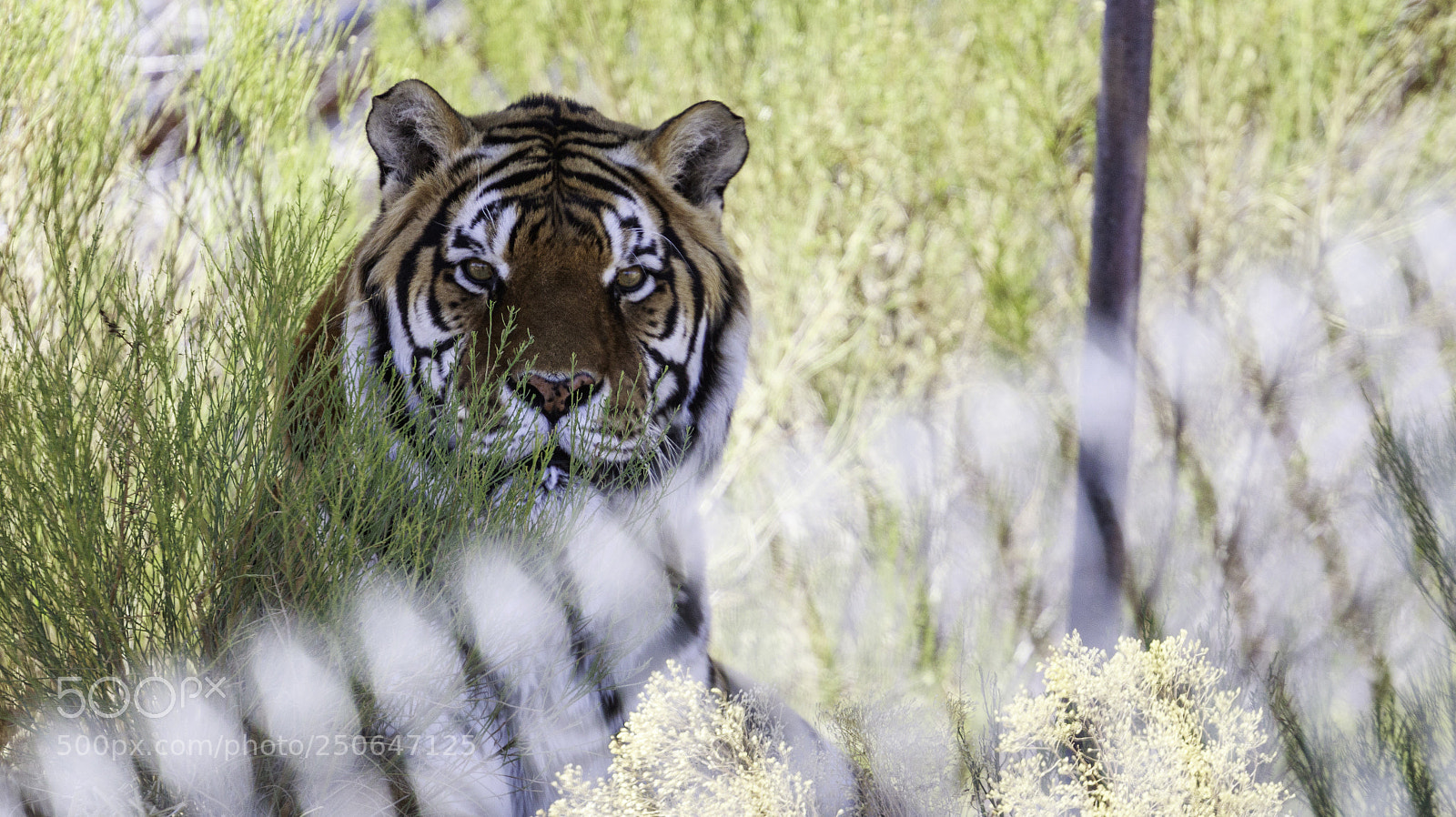 Canon EOS 7D Mark II sample photo. Tigerstare photography