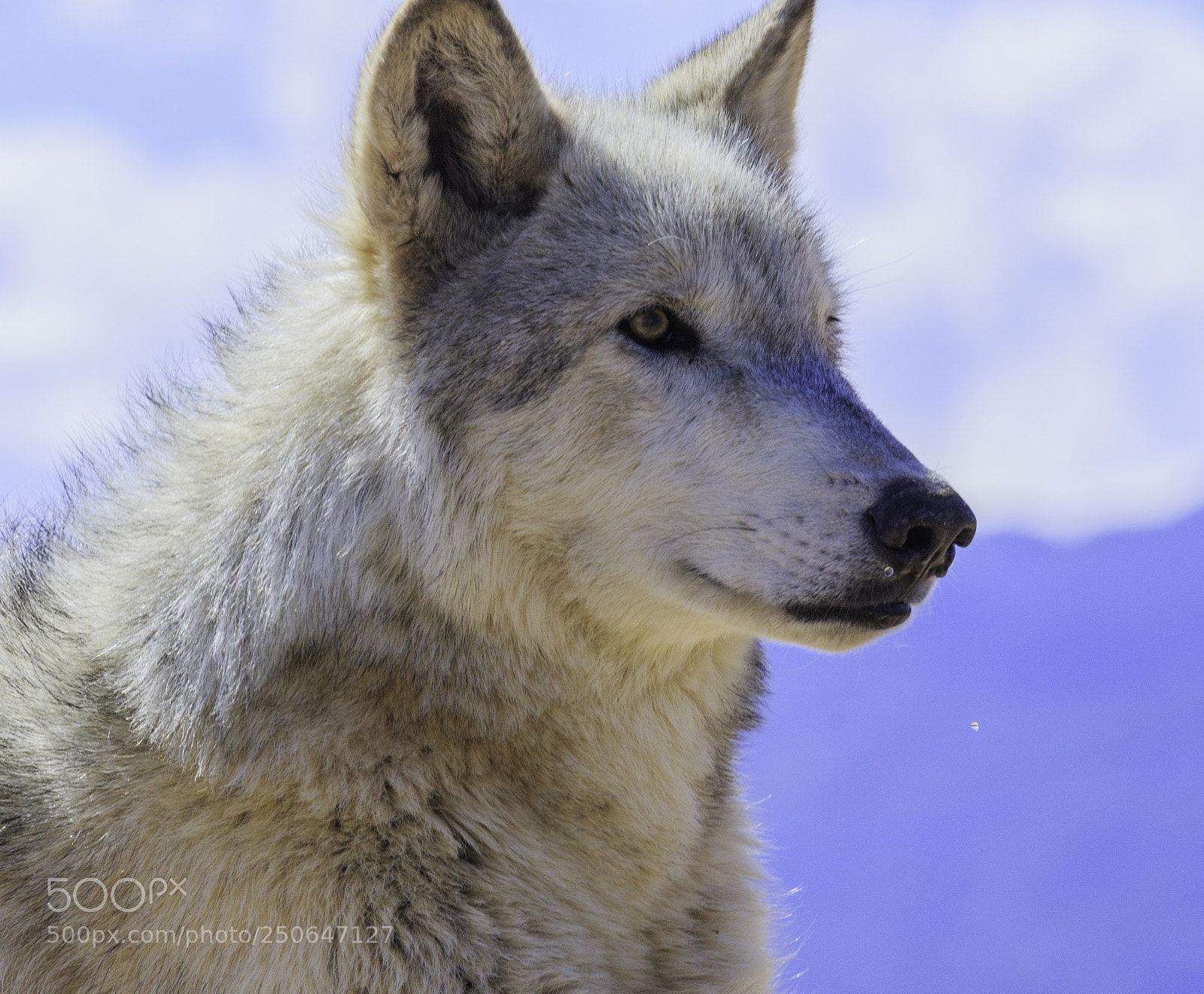 Canon EOS 7D Mark II sample photo. Grewlf1 photography