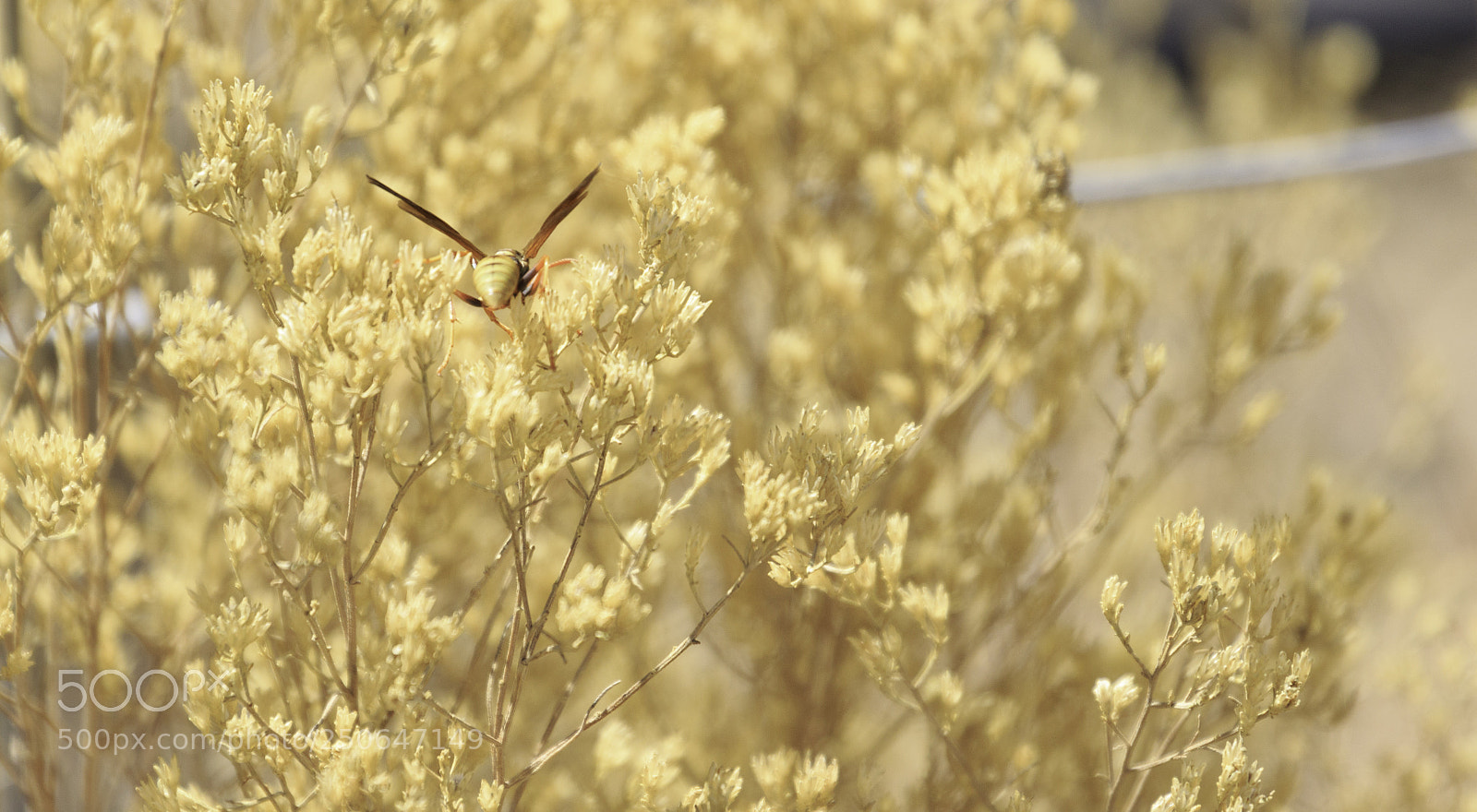 Canon EOS 7D Mark II sample photo. Hornet1 photography