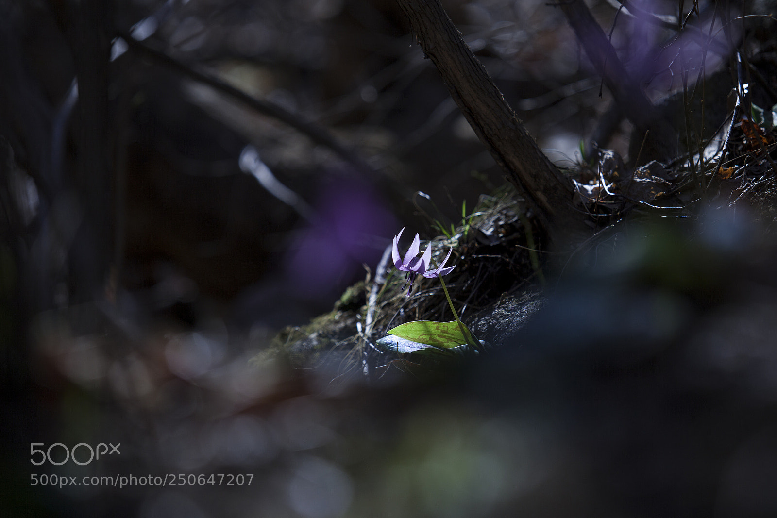Canon EOS 5D Mark II sample photo. Dog-tooth violet photography