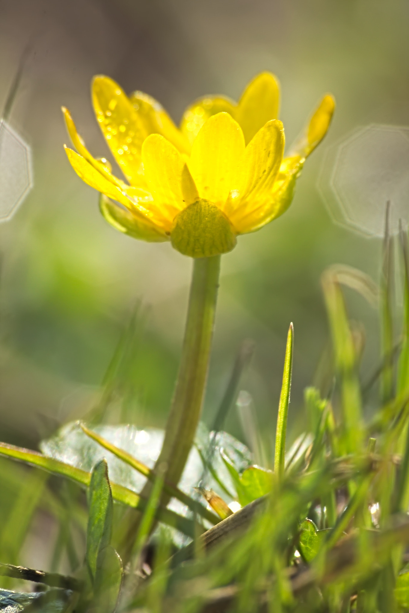 Canon EOS 1100D (EOS Rebel T3 / EOS Kiss X50) + Sigma 70-300mm F4-5.6 APO DG Macro sample photo. Spearwort photography