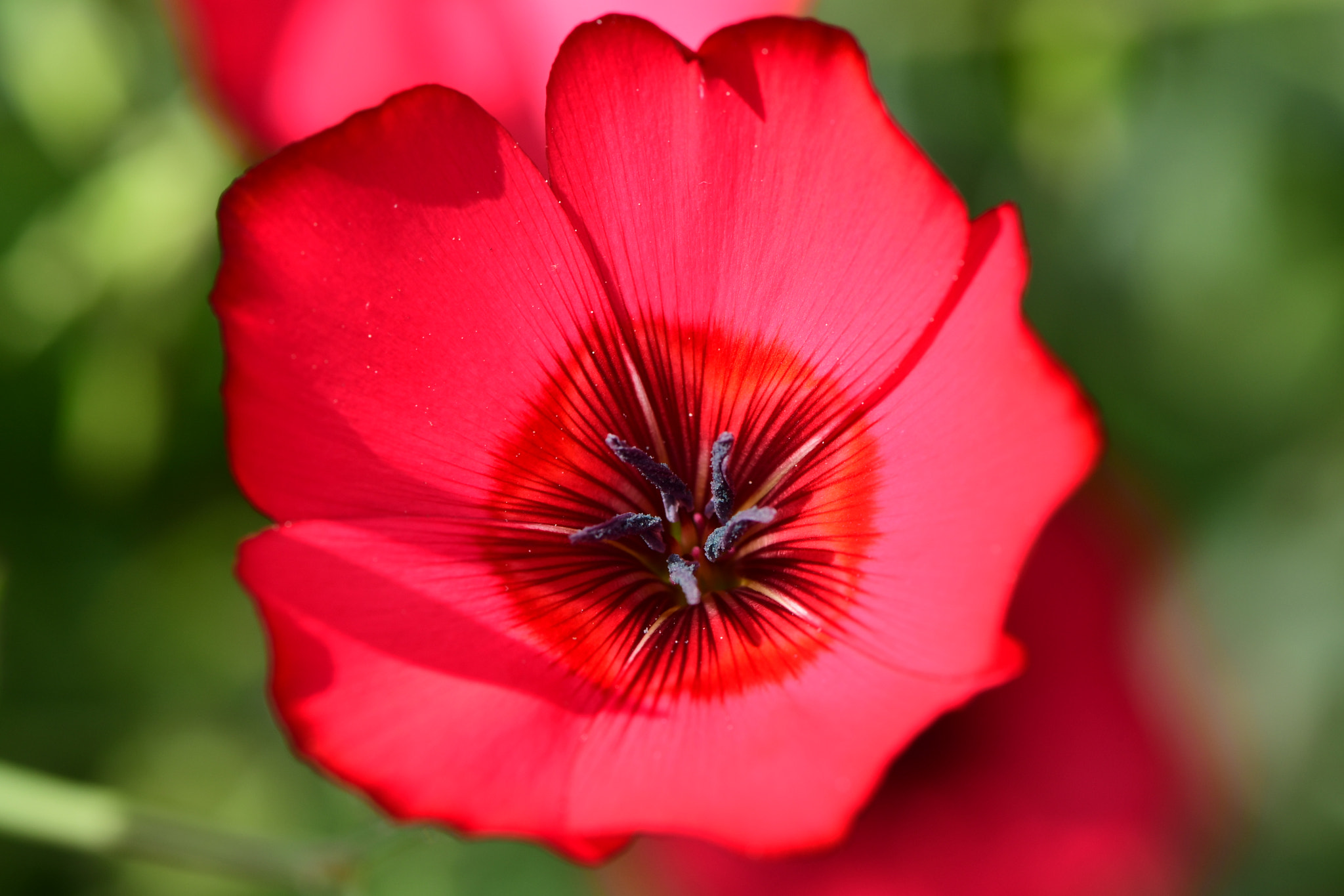 Nikon AF-S Micro-Nikkor 105mm F2.8G IF-ED VR sample photo. The color of love photography