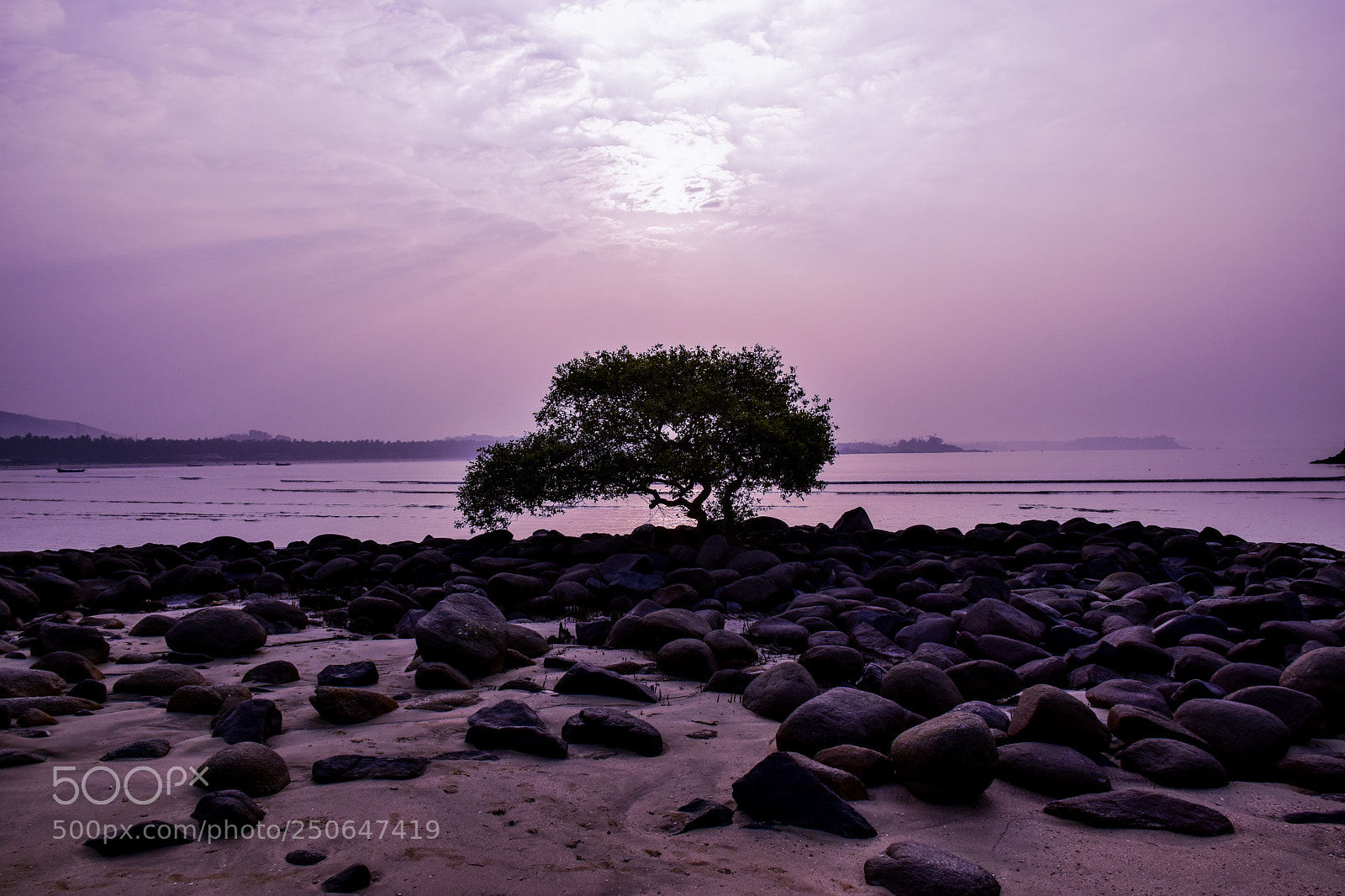 Nikon D5300 sample photo. Lonely tree photography