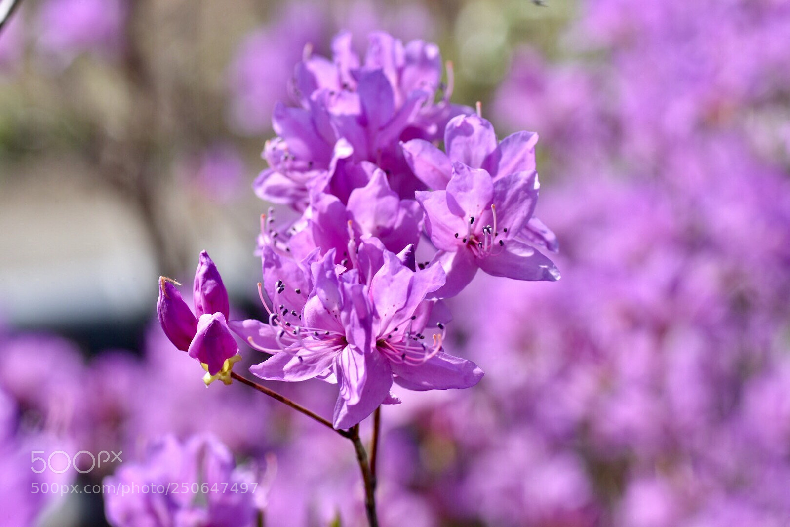 Nikon D7200 sample photo. Azalea photography