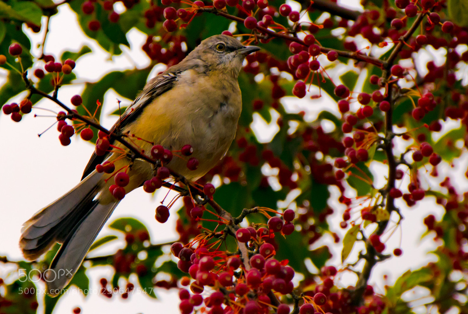 Nikon D3300 sample photo. Perched bird photography