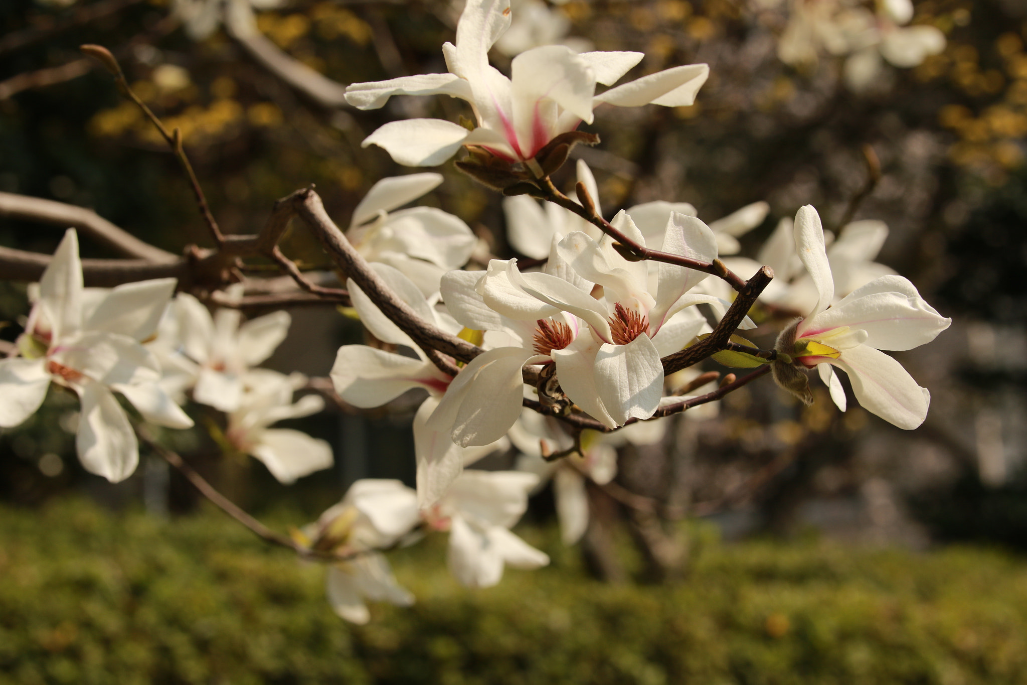 Sigma 50-100mm F1.8 DC HSM Art sample photo