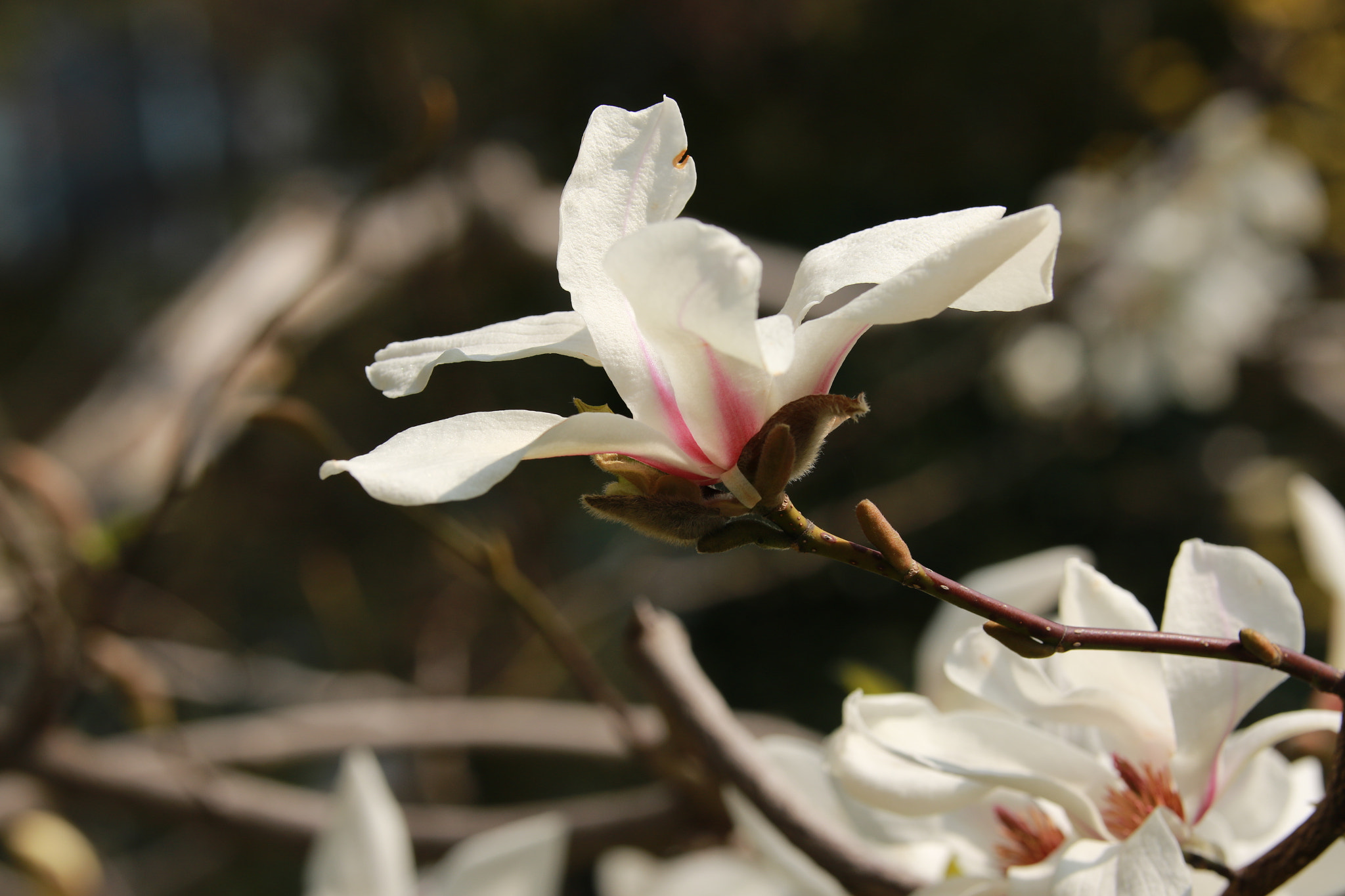 Sigma 50-100mm F1.8 DC HSM Art sample photo
