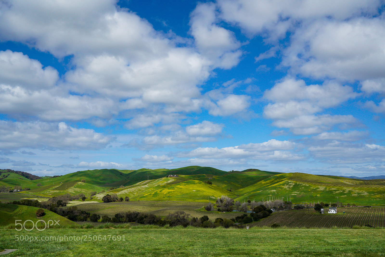 Sony a7R III sample photo. Napa valley photography
