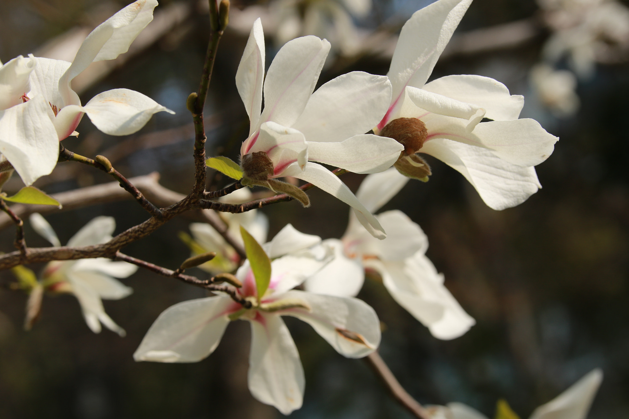 Sigma 50-100mm F1.8 DC HSM Art sample photo