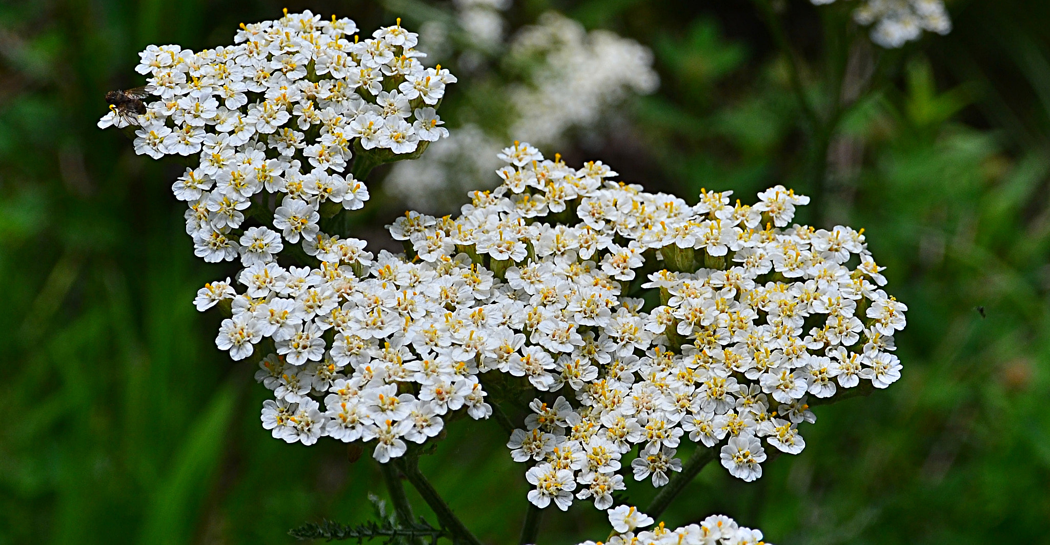 Nikon D3100 sample photo. Milfoil in mountains photography