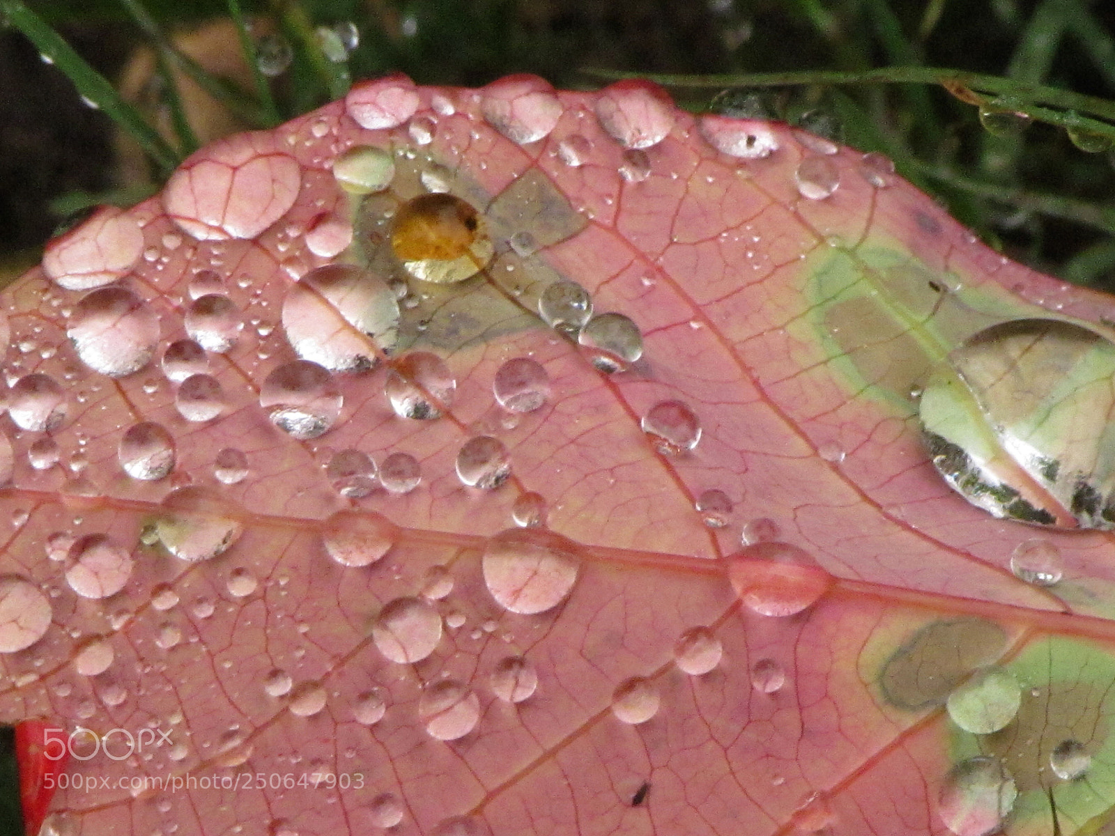 Canon PowerShot SX30 IS sample photo. Dew drop leaf photography