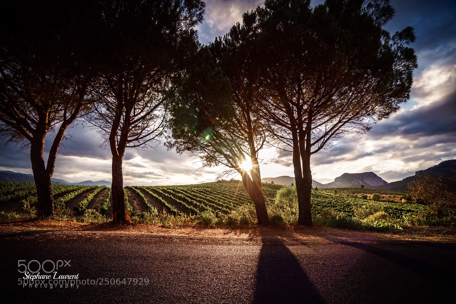 Sony a7 sample photo. Vineyard sunset photography