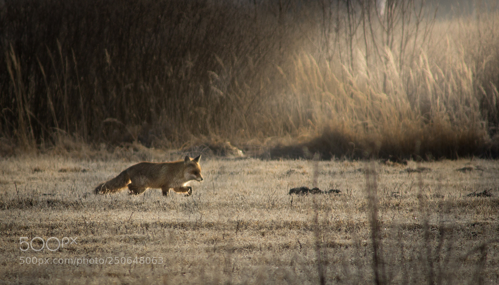 Canon EOS 600D (Rebel EOS T3i / EOS Kiss X5) sample photo. Lapsas on the hunt photography