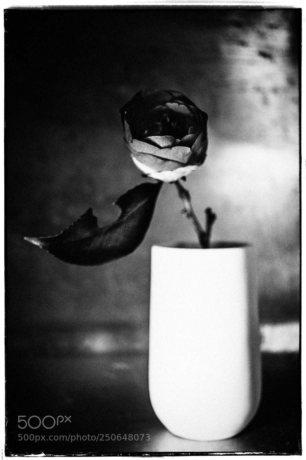 Sony a7 sample photo. Still life with camellia photography