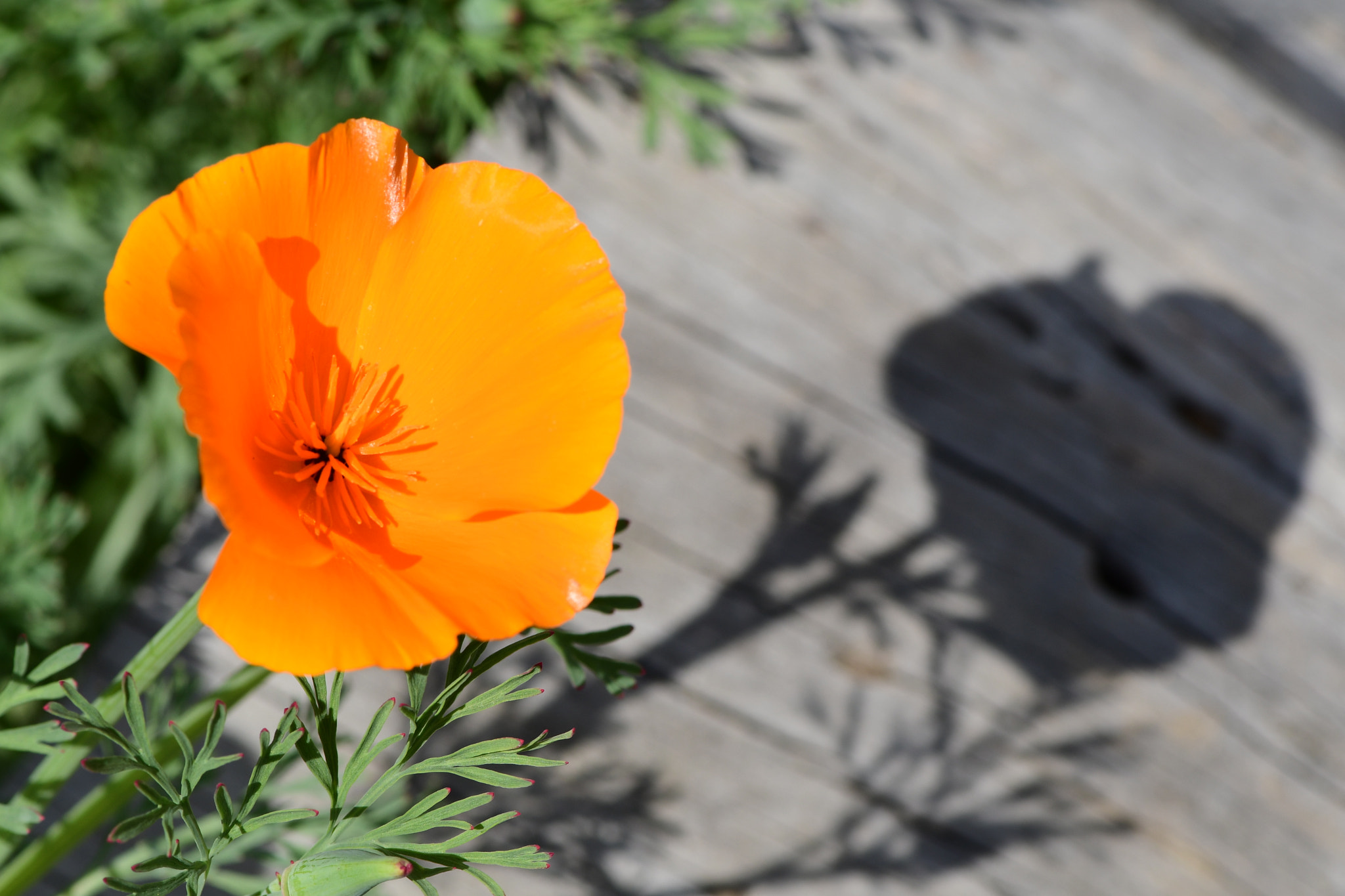 Nikon AF-S Micro-Nikkor 105mm F2.8G IF-ED VR sample photo