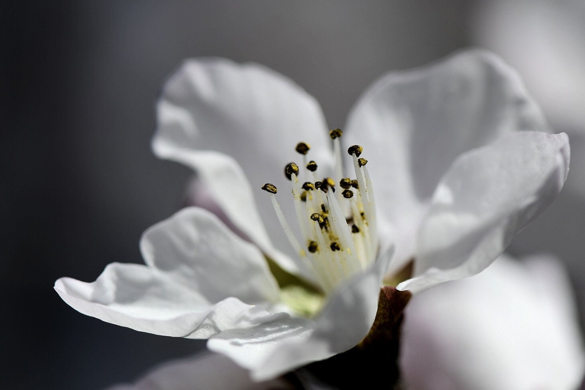 Nikon D500 sample photo. Apricot flower photography
