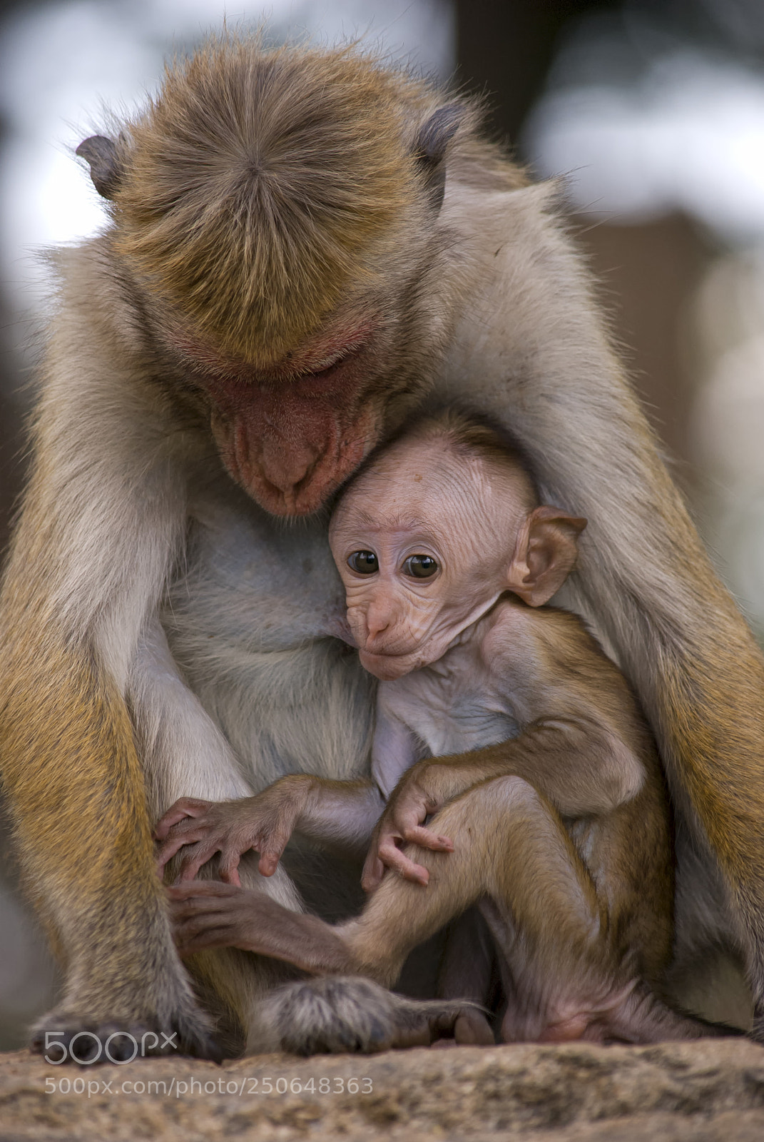 Nikon D80 sample photo. Toque macaque photography