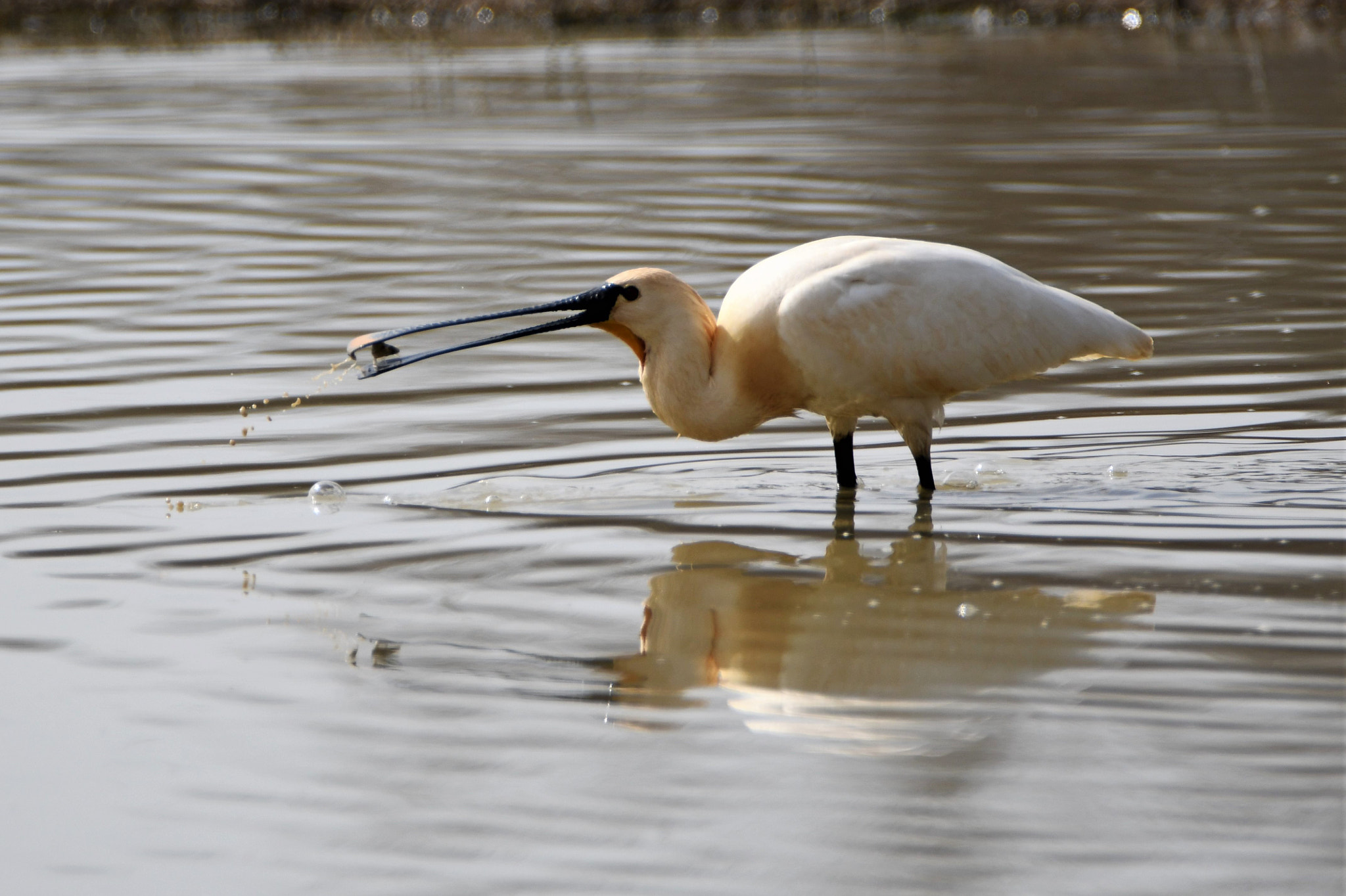 Nikon D7500 sample photo. Fishing spoonbill photography