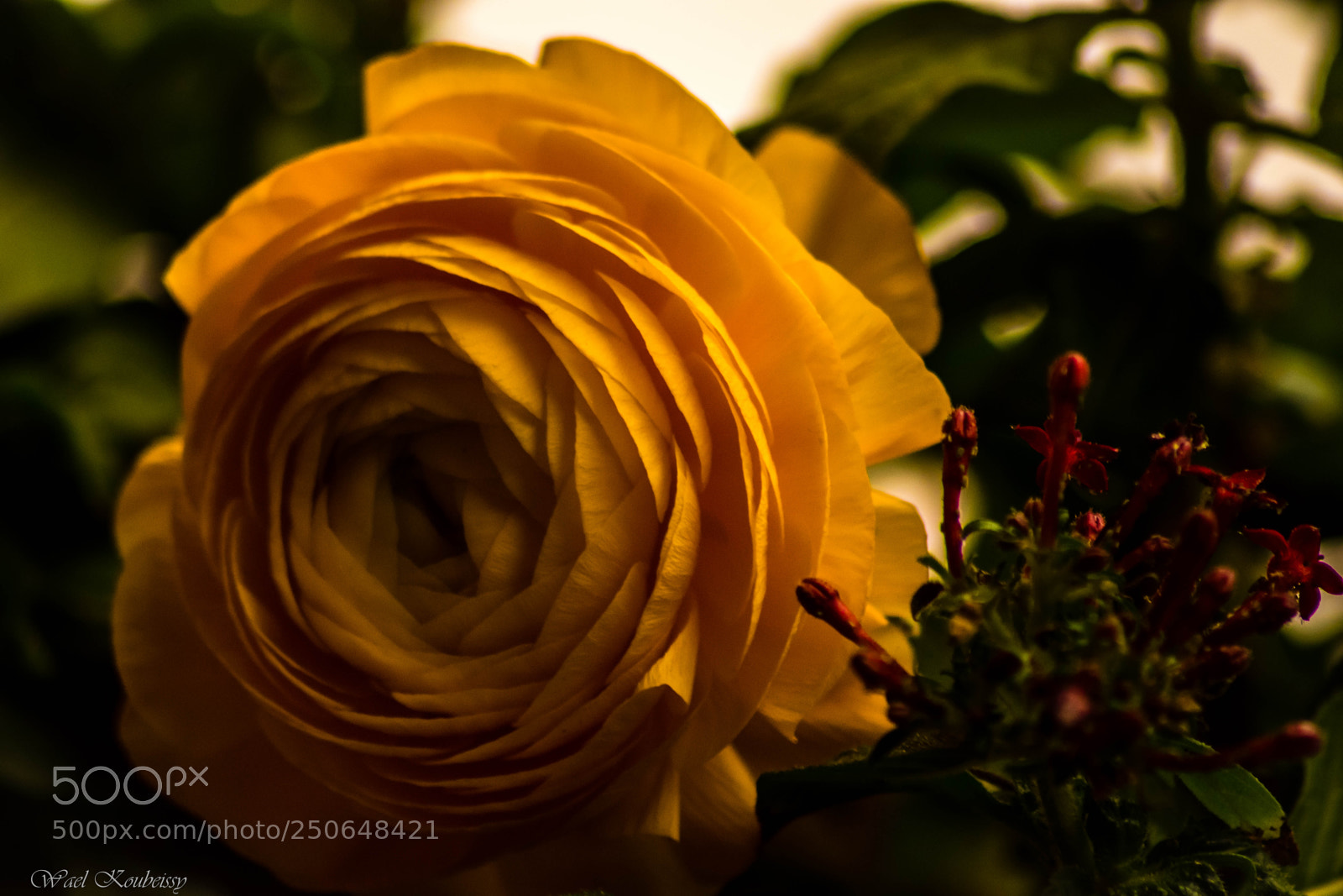 Nikon D5500 sample photo. Yellow beauty photography
