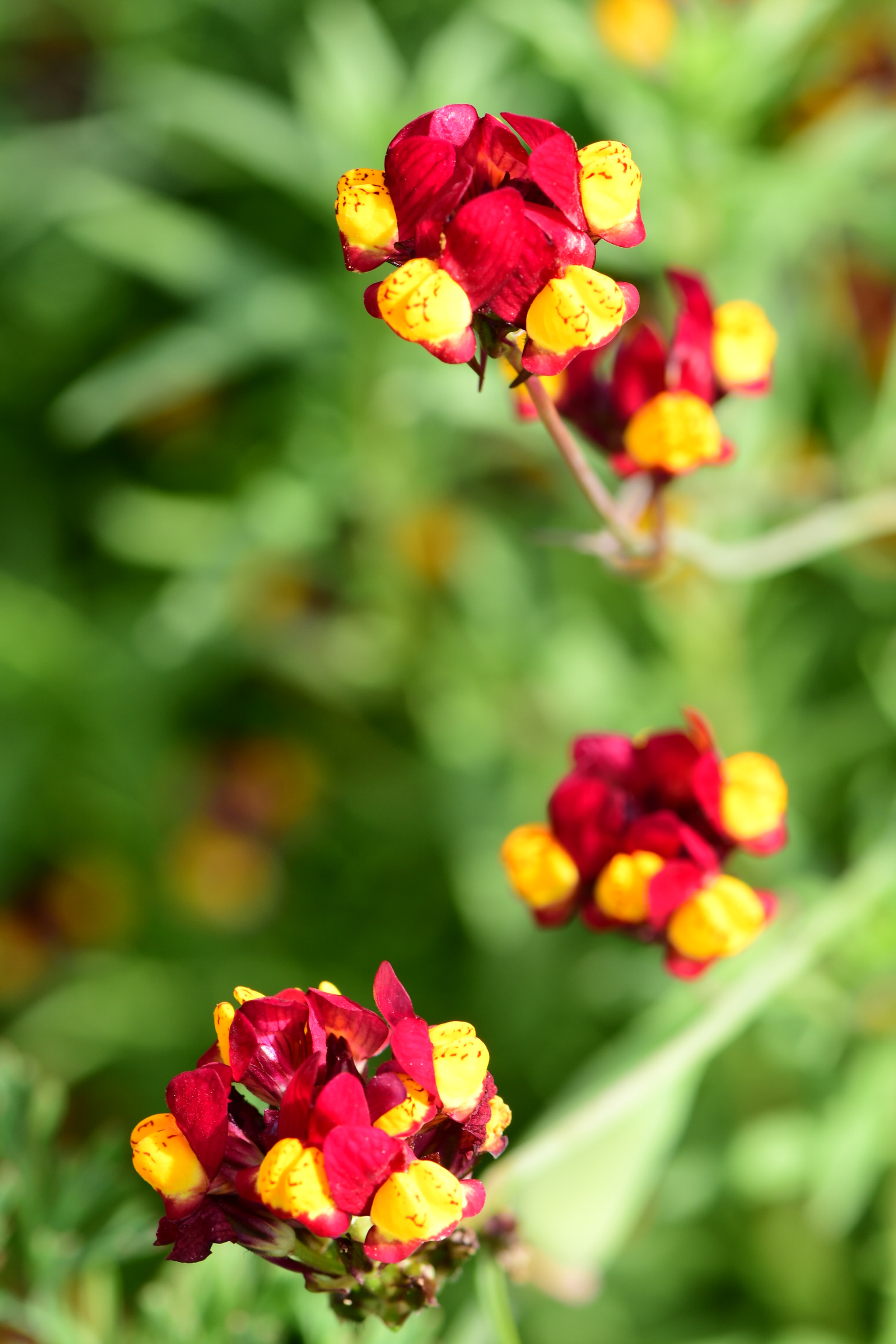 Nikon AF-S Micro-Nikkor 105mm F2.8G IF-ED VR sample photo. Colors photography
