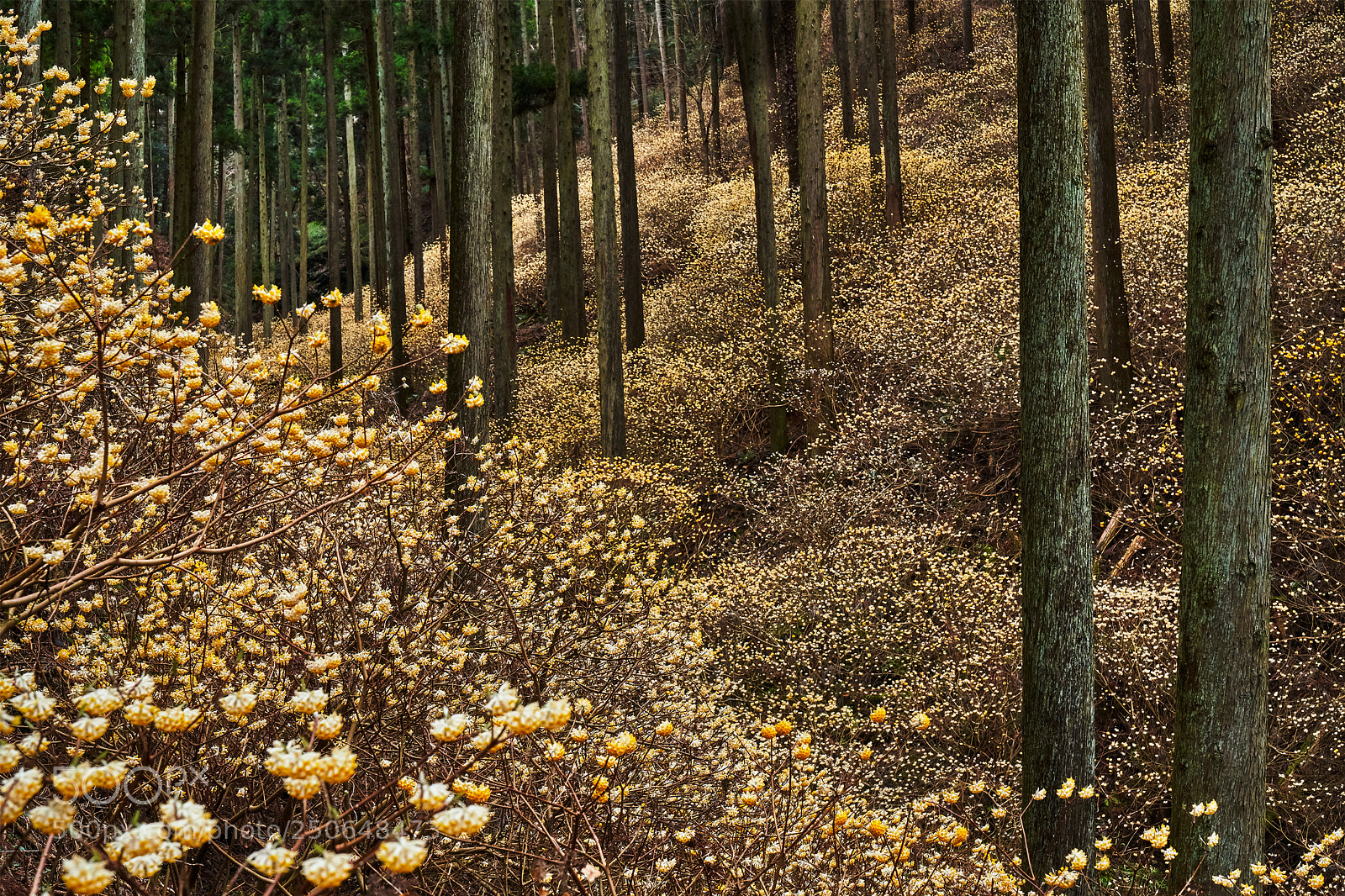 Sony a7R III sample photo. Fairy forest photography