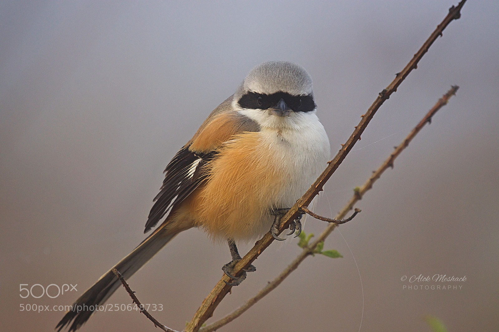 Canon EOS 80D sample photo. Bay-back shrike photography
