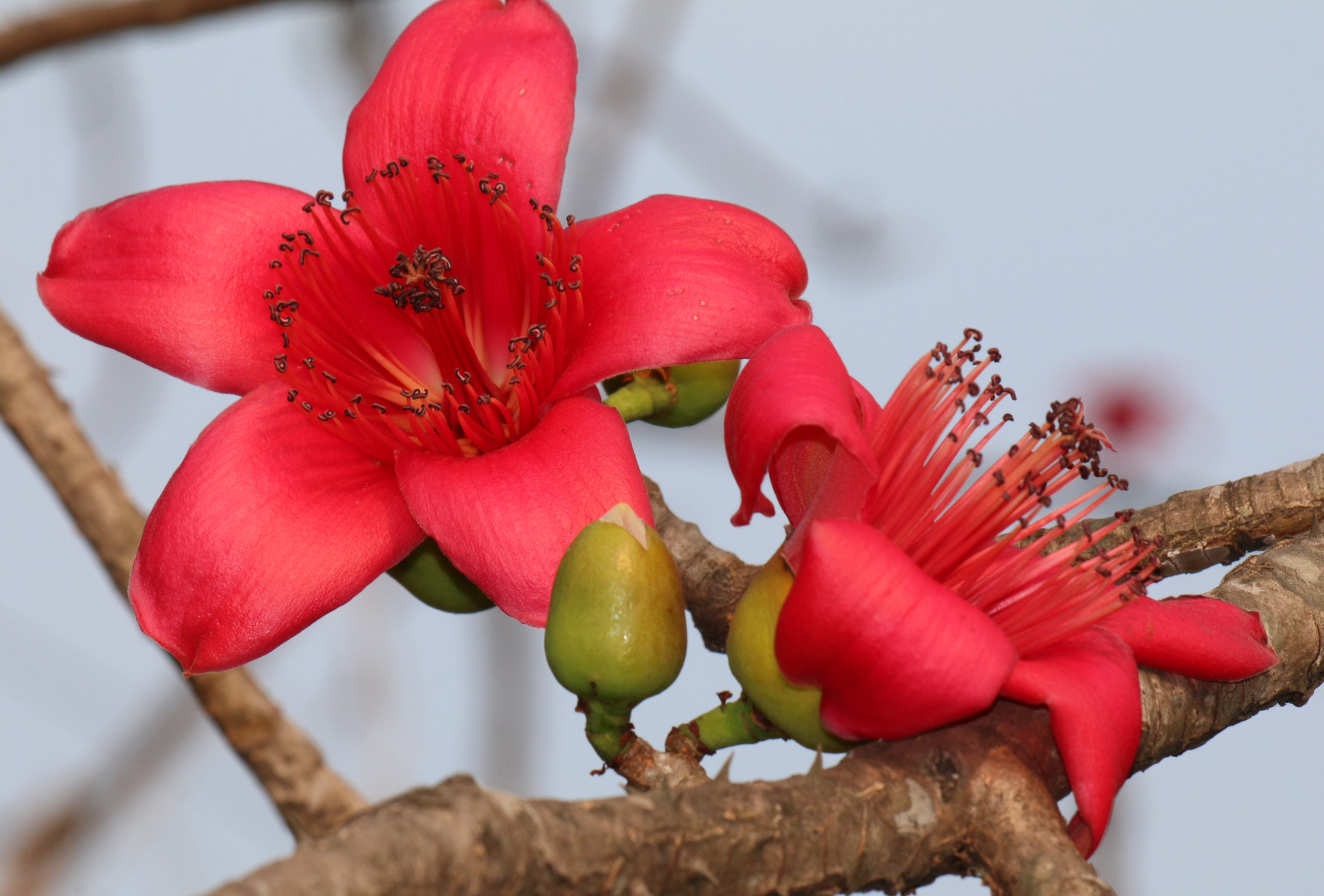 Canon EF 70-300 F4-5.6 IS II USM sample photo. Cotton tree flower photography