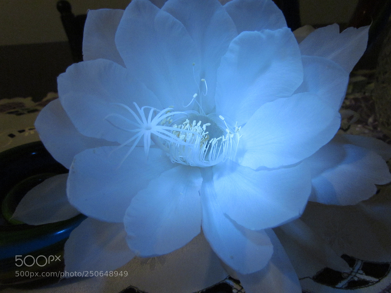 Canon PowerShot SX30 IS sample photo. Night flower photography