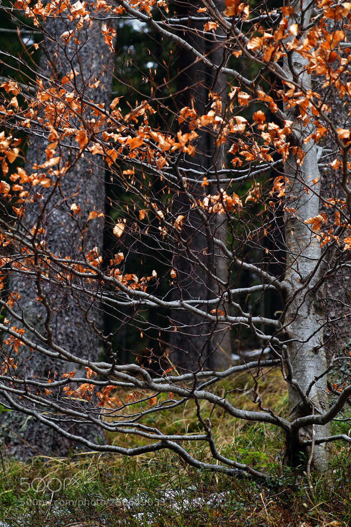 Canon EOS 80D sample photo. Winter end in the photography