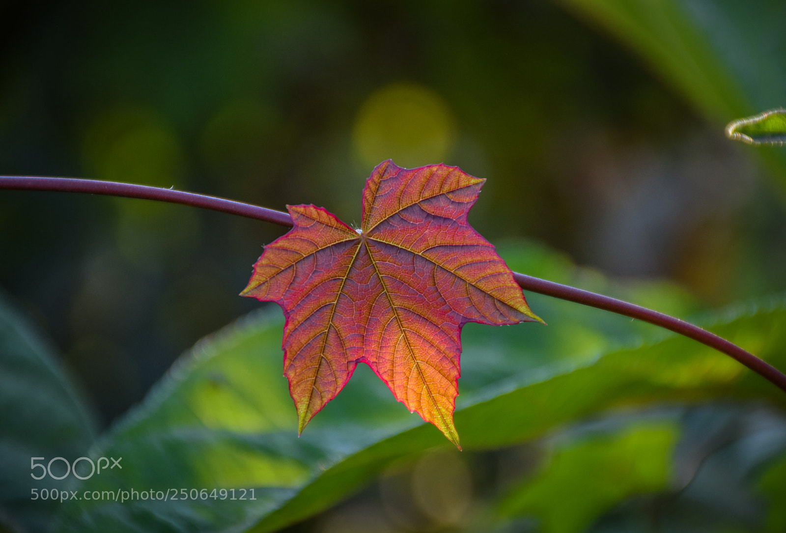 Nikon D5300 sample photo. Standout photography