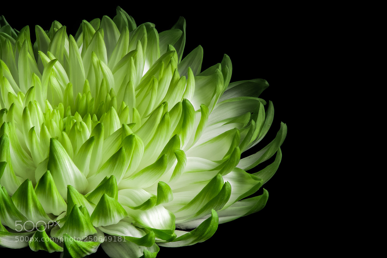Nikon D4S sample photo. Chrysanthemum photography