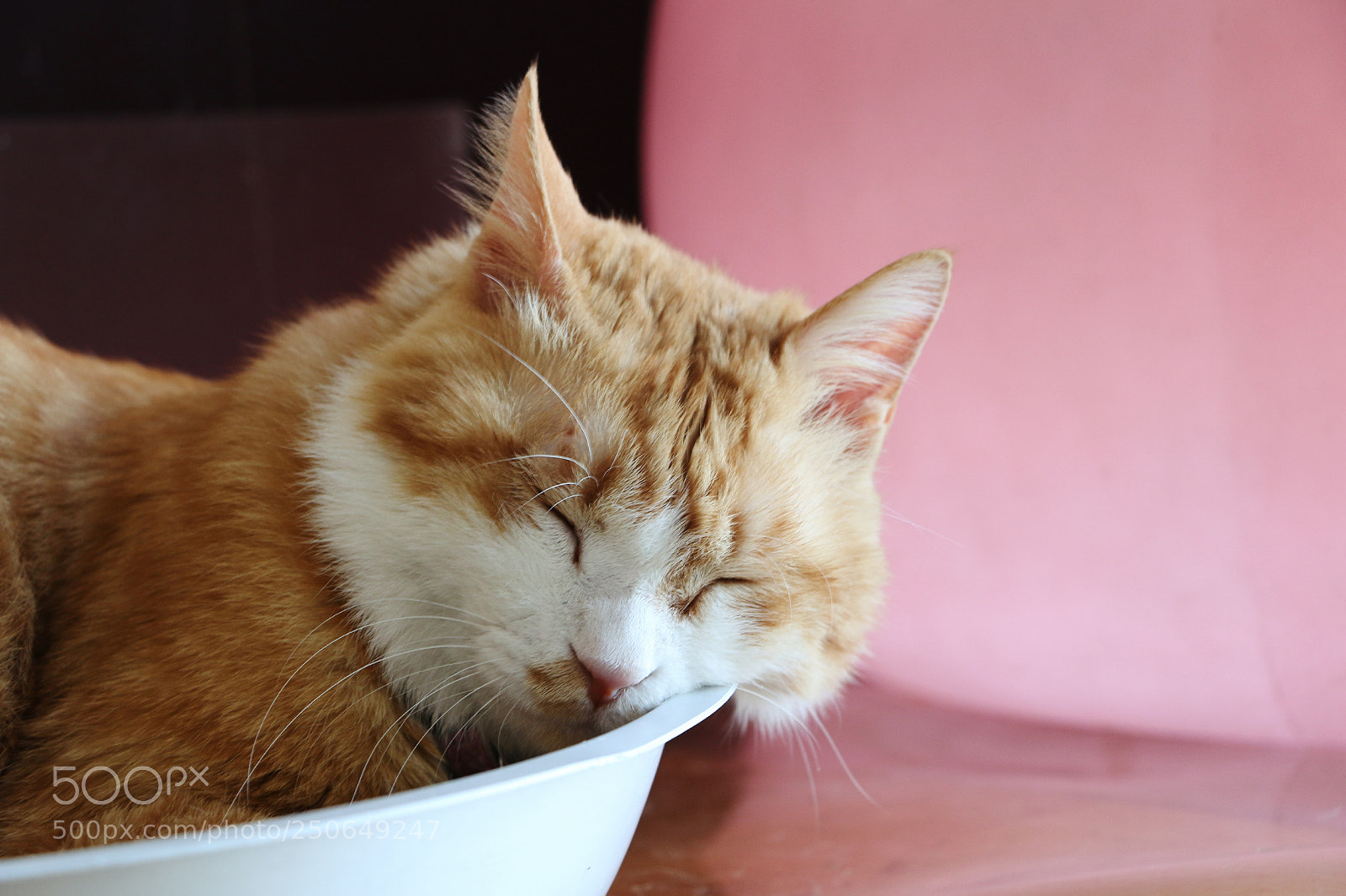 Canon EOS 70D sample photo. Untitled photography