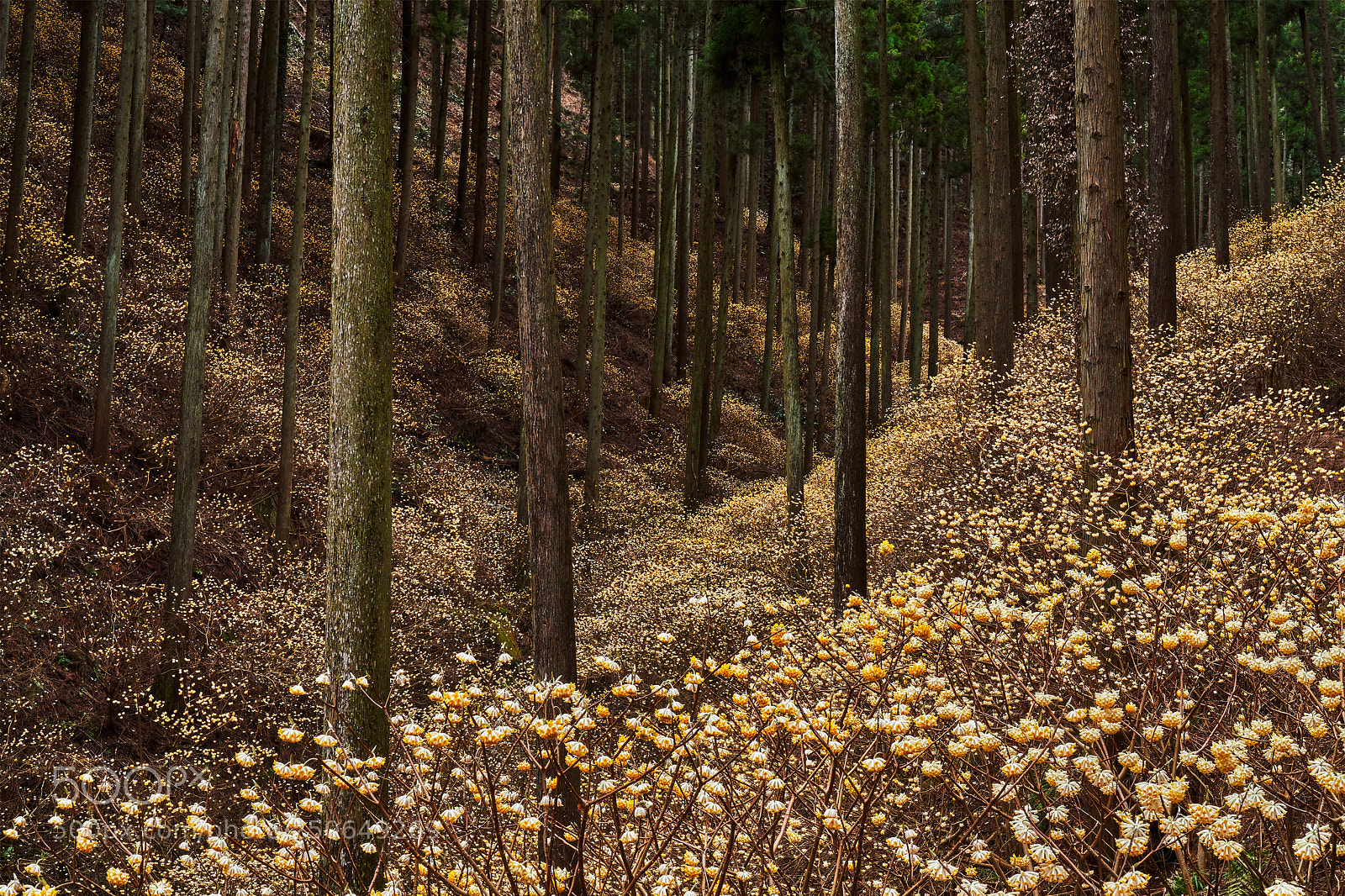Sony a7R III sample photo. Fairy forest (2) photography