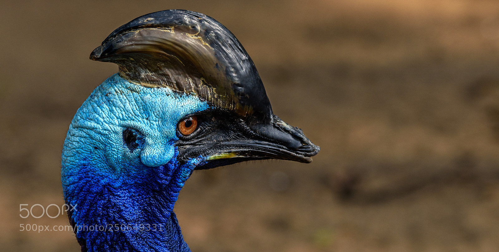 Nikon D810 sample photo. Cassowary photography