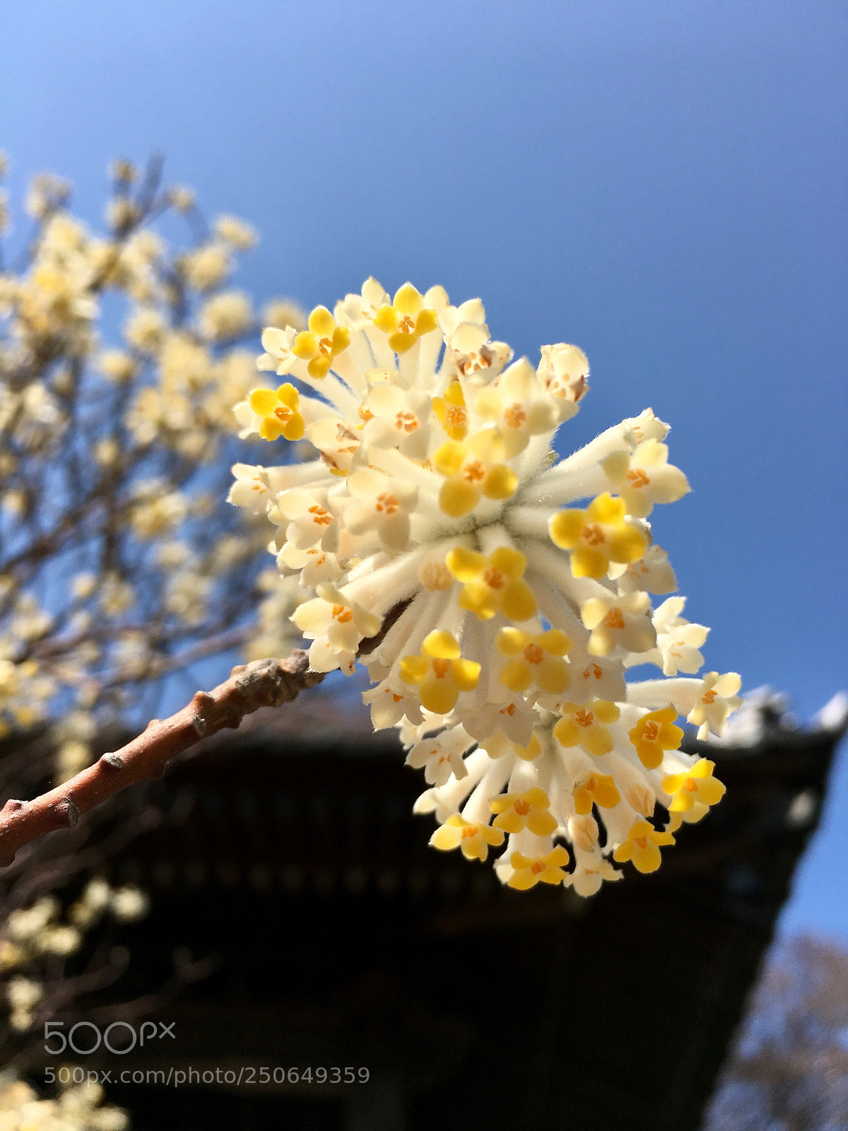 Apple iPhone 6s sample photo. Bloom
花
 photography