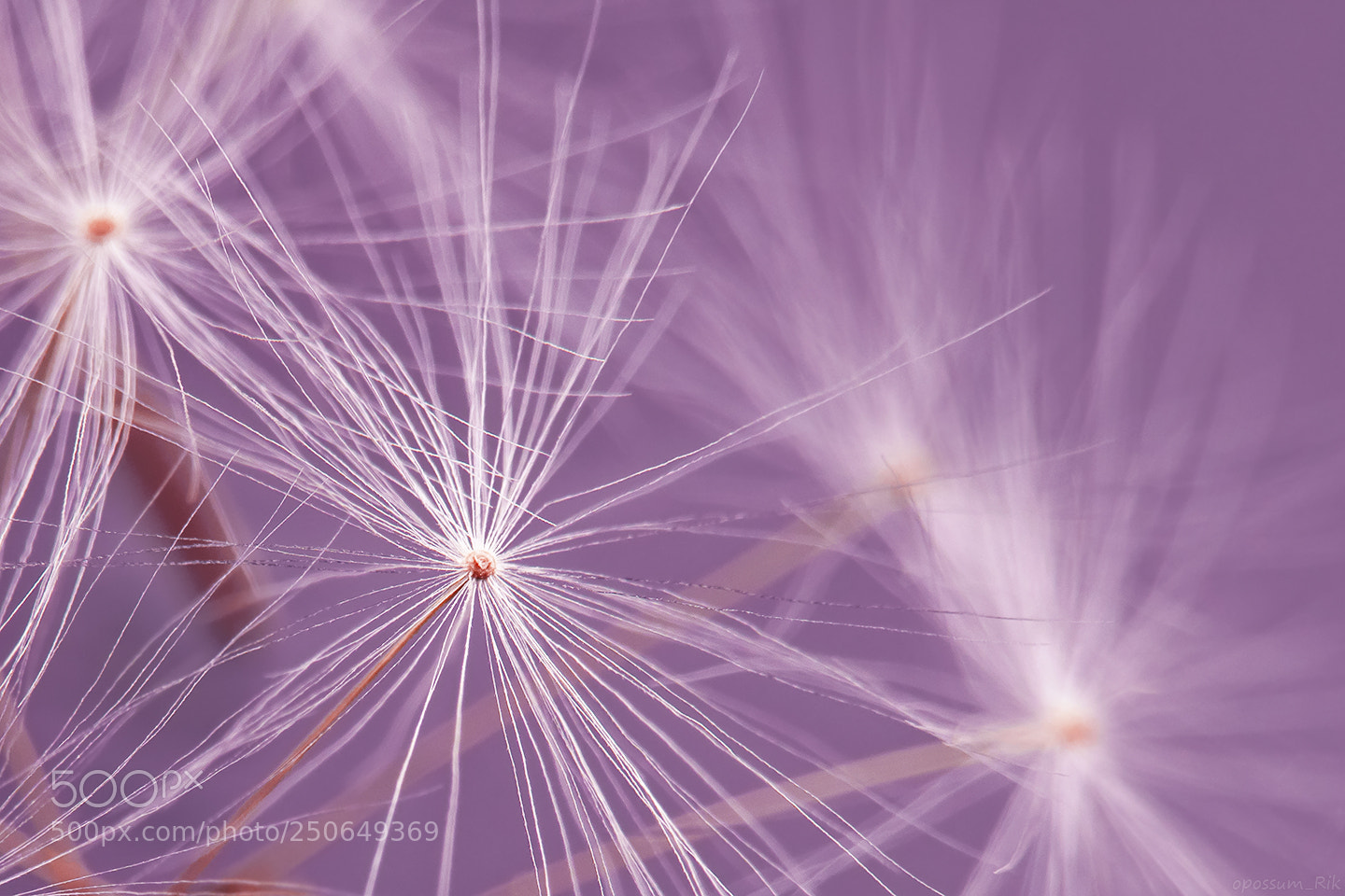 Panasonic Lumix DMC-FZ1000 sample photo. Dandelion seeds photography