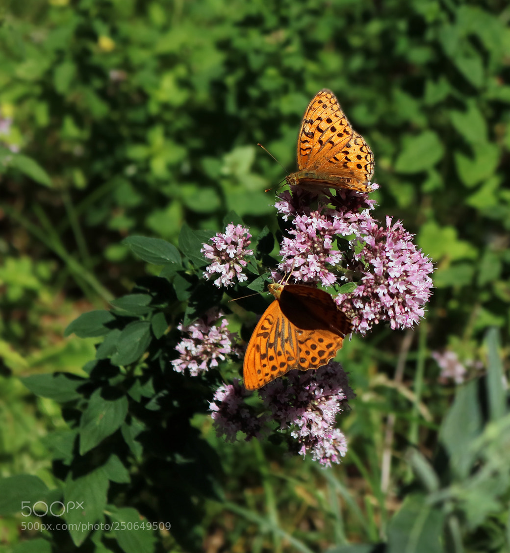 Canon EOS 750D (EOS Rebel T6i / EOS Kiss X8i) sample photo. July joy photography