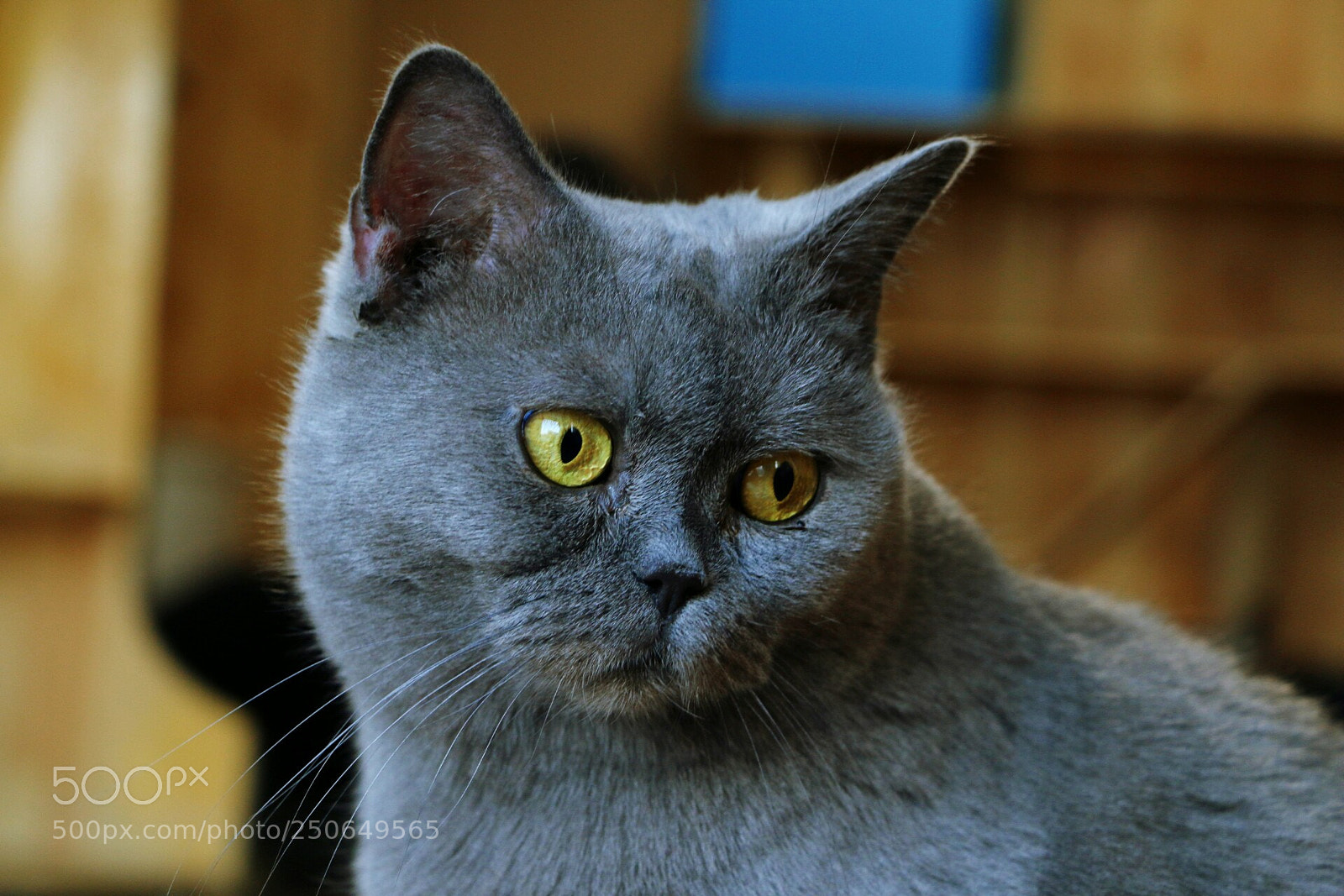 Canon EOS 70D sample photo. Untitled photography