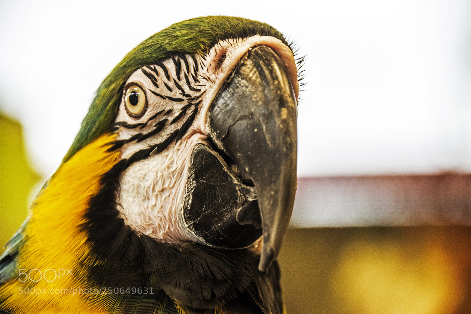 Nikon D7100 sample photo. **** photography