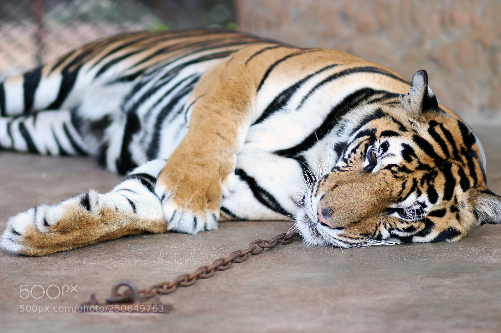 Canon EOS 700D (EOS Rebel T5i / EOS Kiss X7i) sample photo. Tiger in the zoo photography