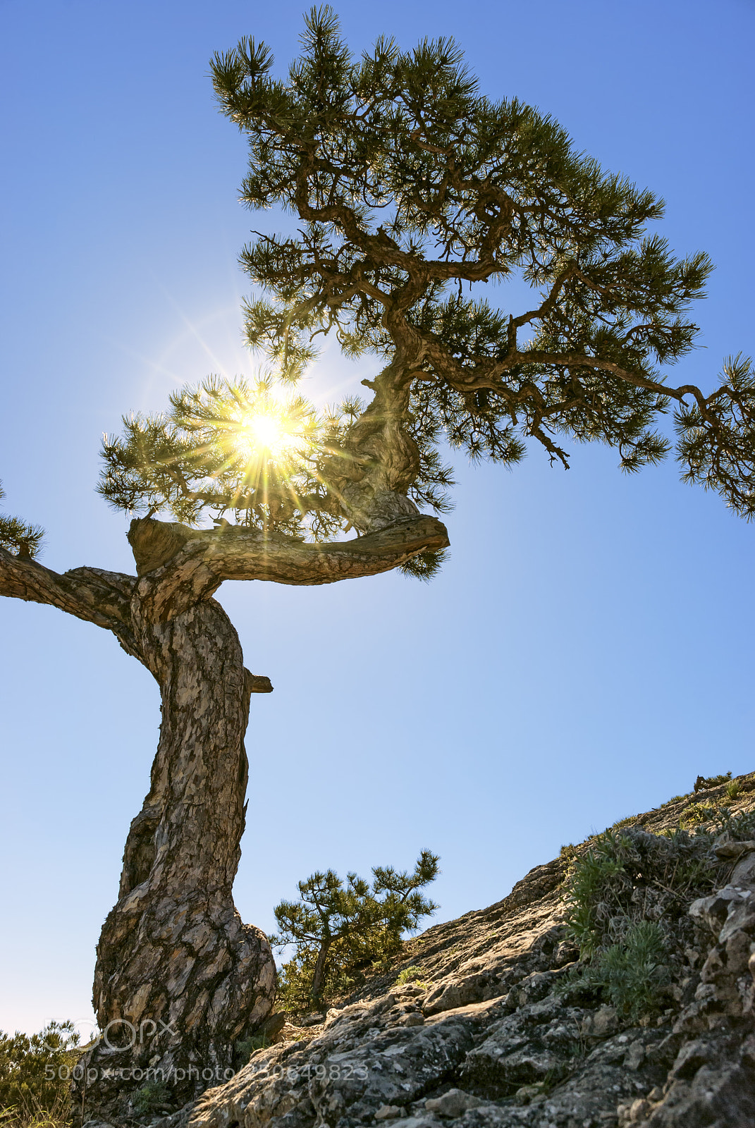 Nikon D80 sample photo. Juniper tree on top photography