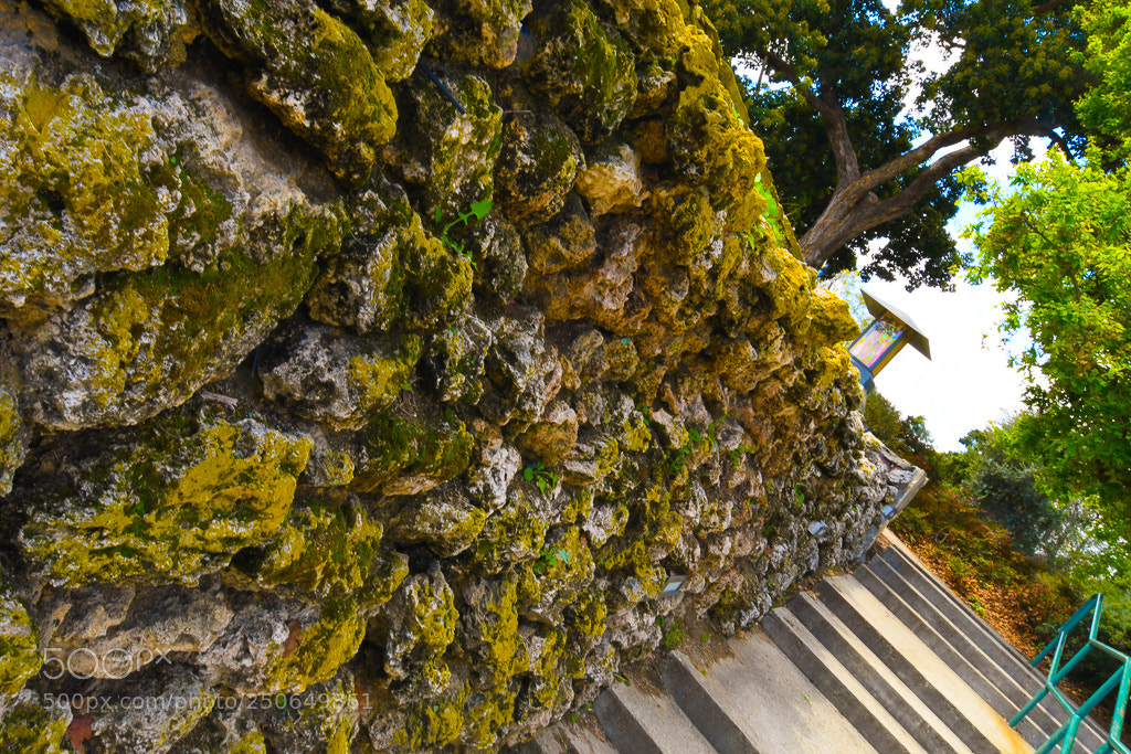 Nikon D500 sample photo. Green everywhere photography