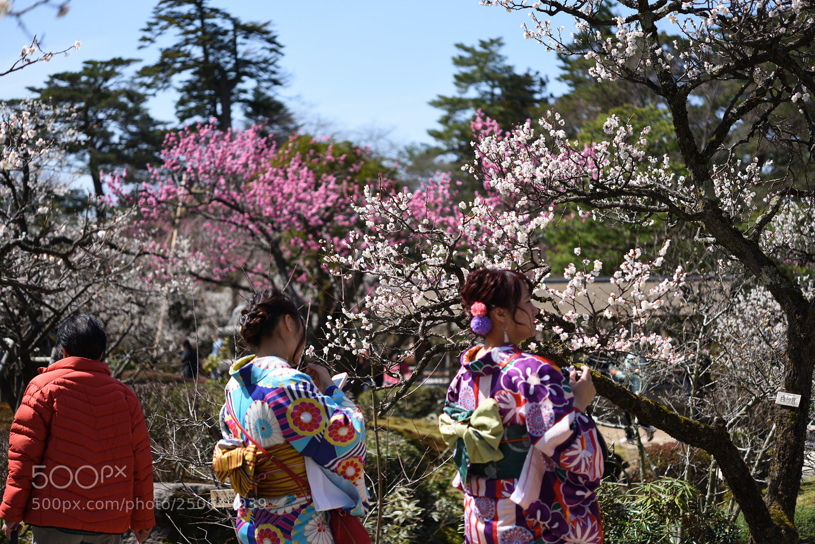 Nikon AF-S Micro-Nikkor 60mm F2.8G ED sample photo. 梅林 兼六園 金沢 (2) photography