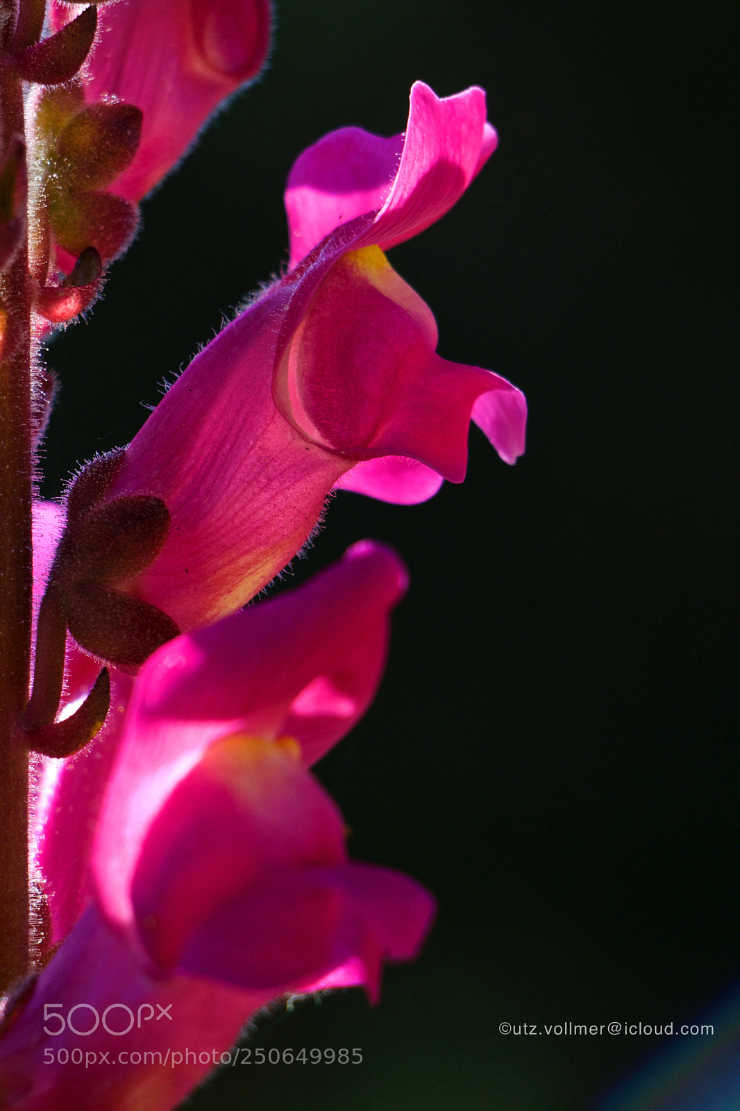 Canon EOS 70D sample photo. Diaphanum  photography