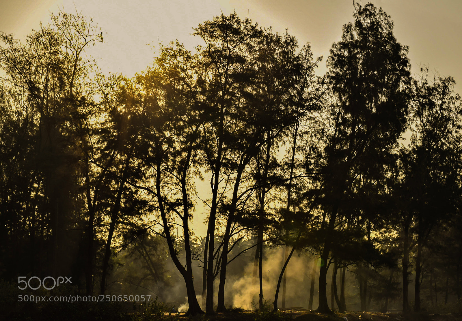Nikon D5300 sample photo. Tree silhouette photography