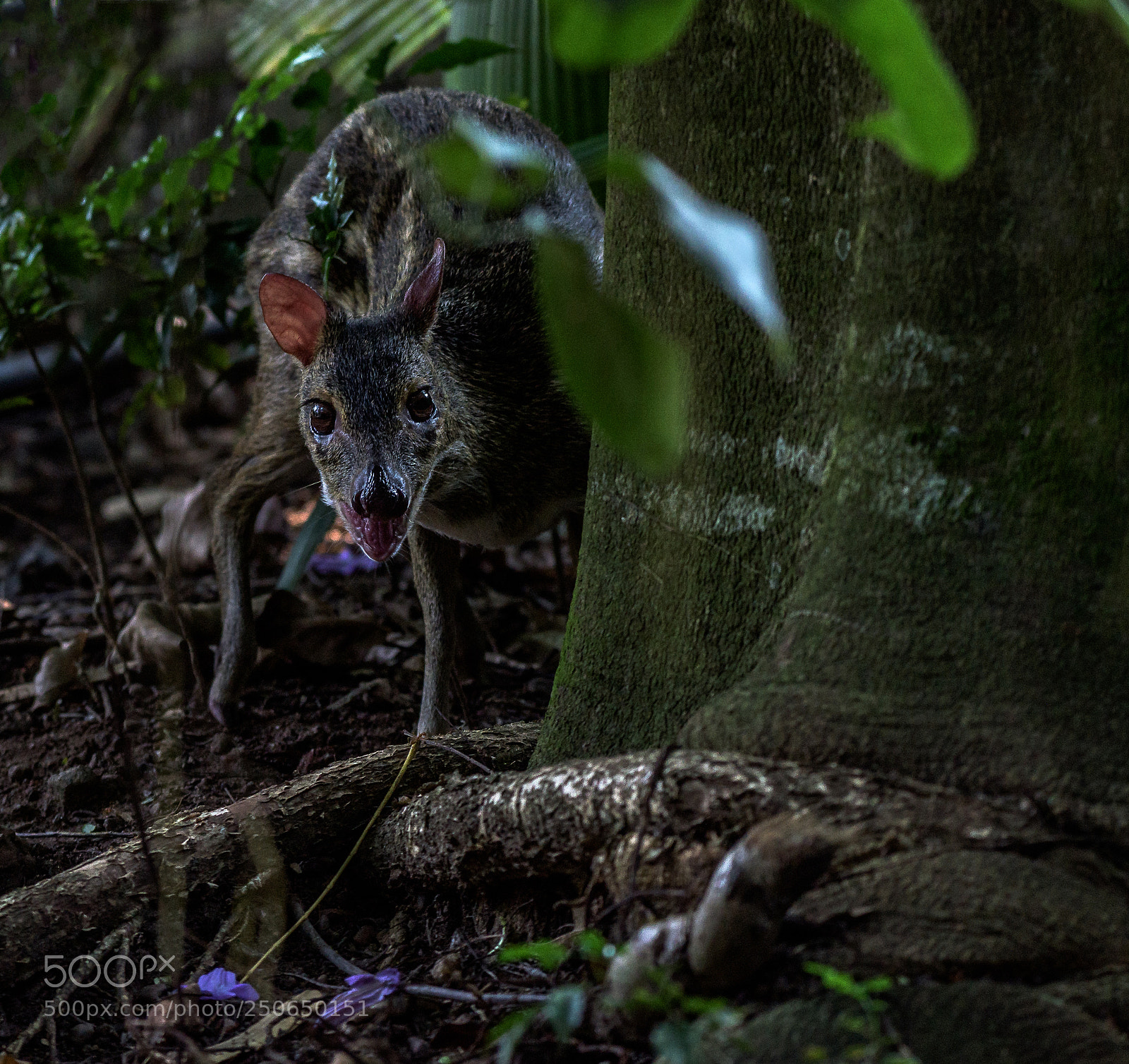 Nikon D810 sample photo. Mouse deer meeminna in photography