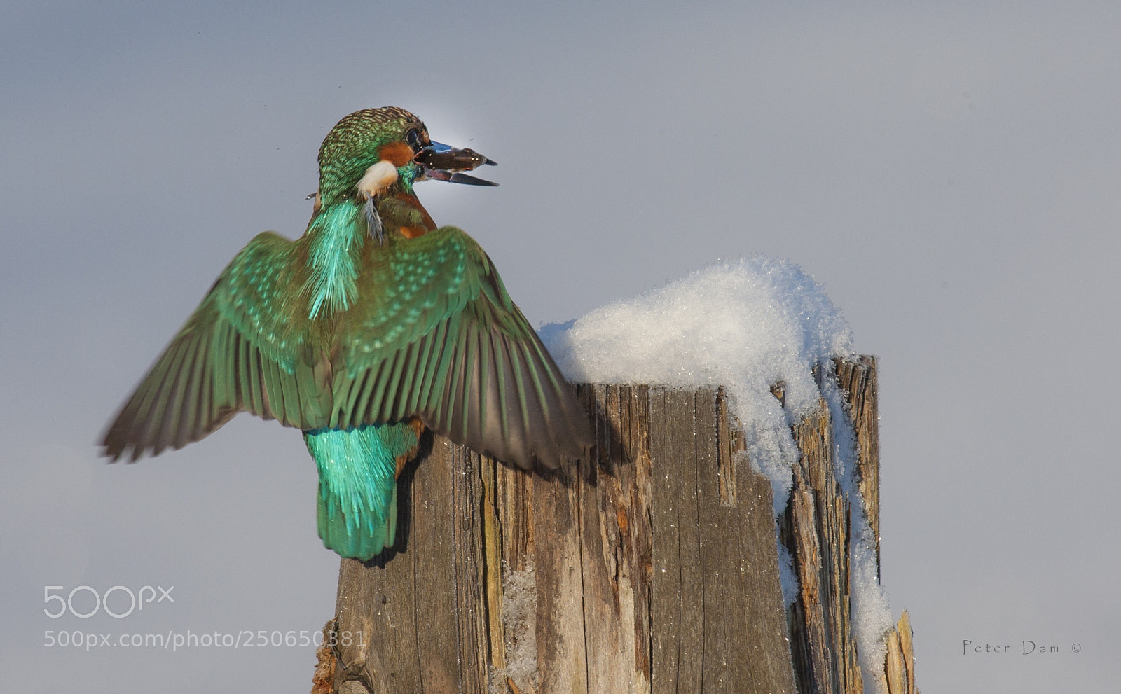 Canon EOS-1D Mark III sample photo. Pole landing photography