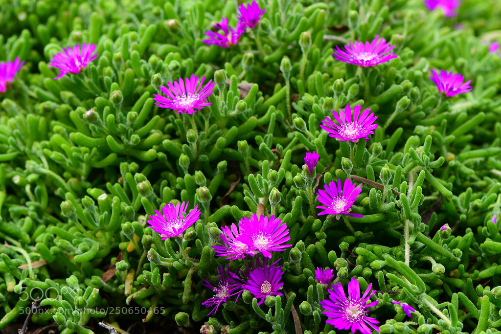 Nikon D500 sample photo. All i see is photography